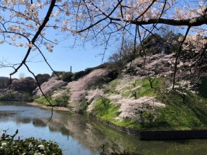 sakura1