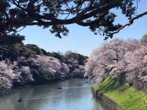 sakura3