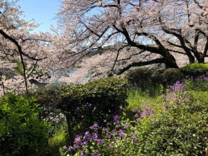 sakura4