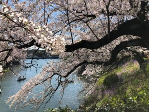 sakura5