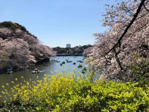 sakura6