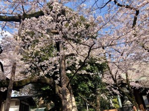 sakura7