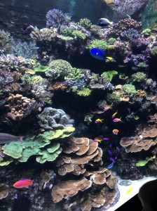 水族館１