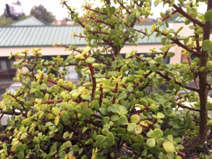 IMG_0962