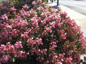 IMG_1253