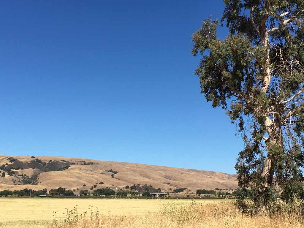 CA summer